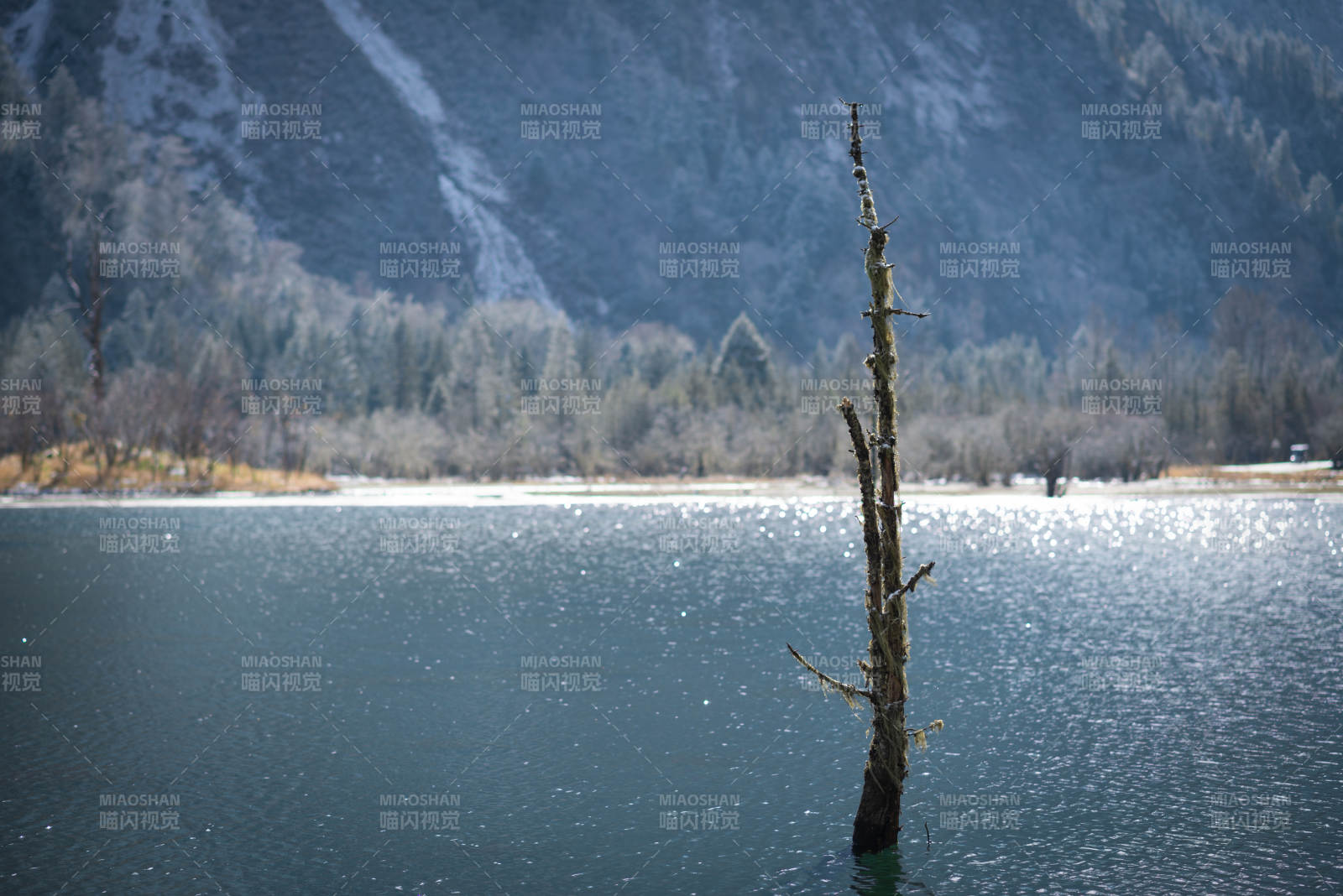 湖中孤树 山影朦胧图片
