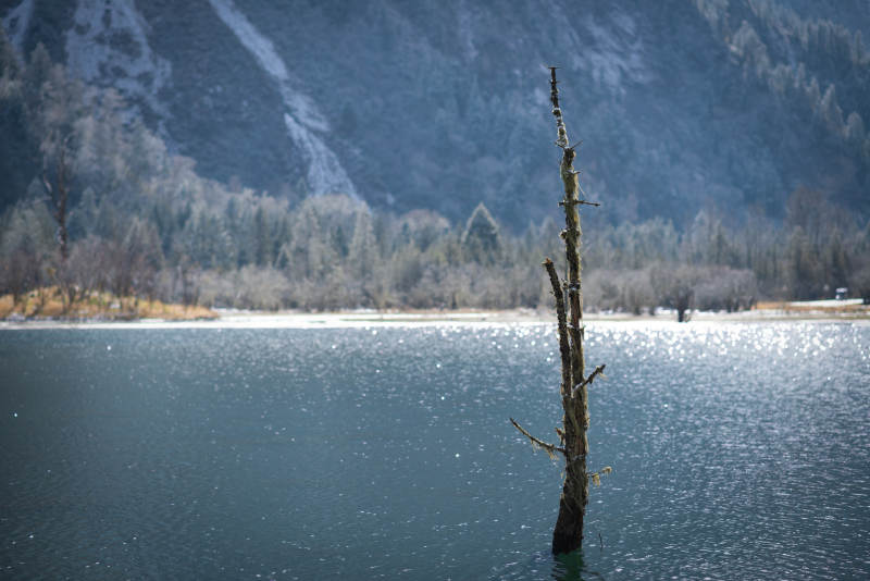 湖中孤树 山影朦胧图片
