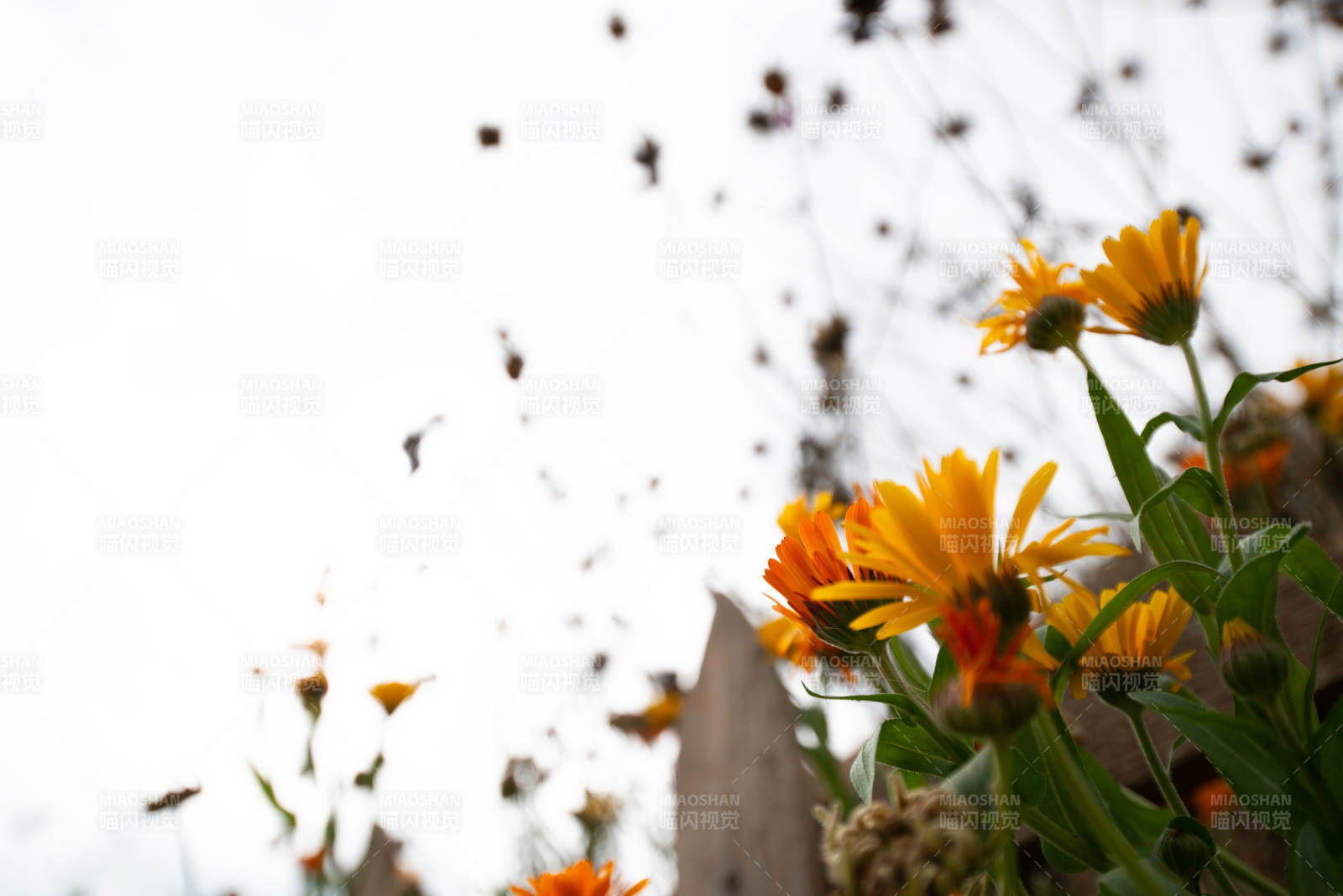 秋日暖阳下的金盏花图片