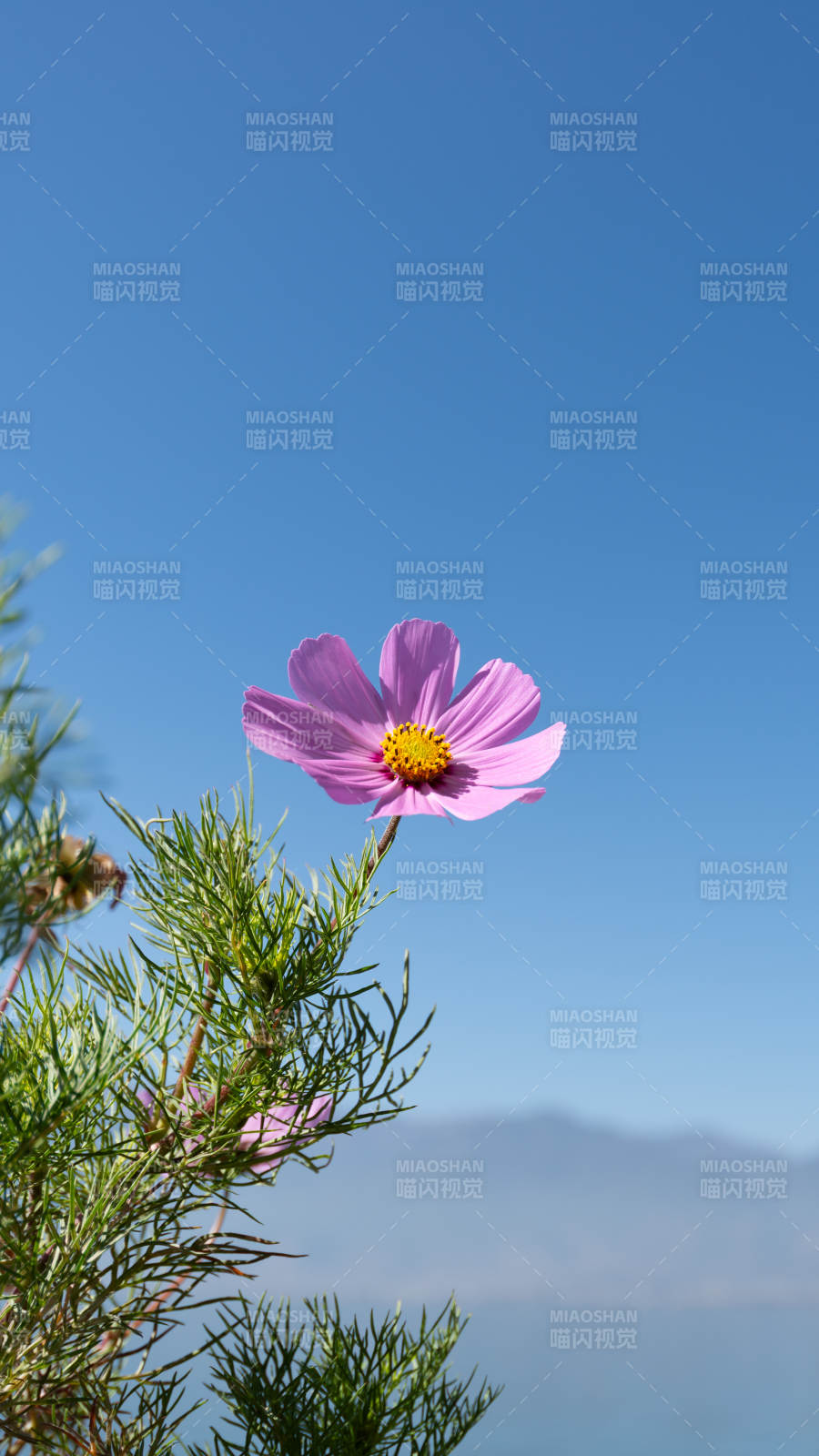 蓝天下的粉色花朵图片