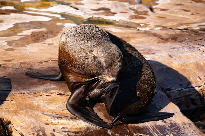 海豹在岩石上休息图片