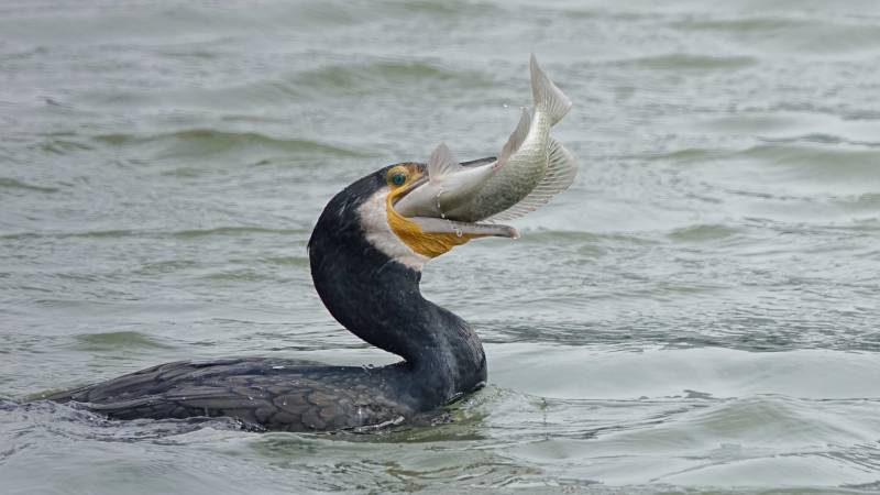 鸬鹚捕获大鱼瞬间图片