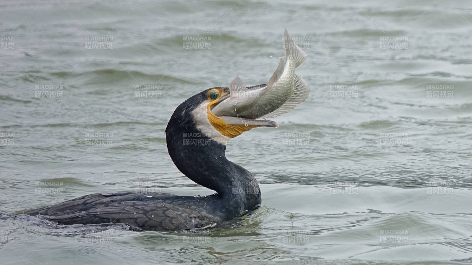 鸬鹚捕获大鱼瞬间图片
