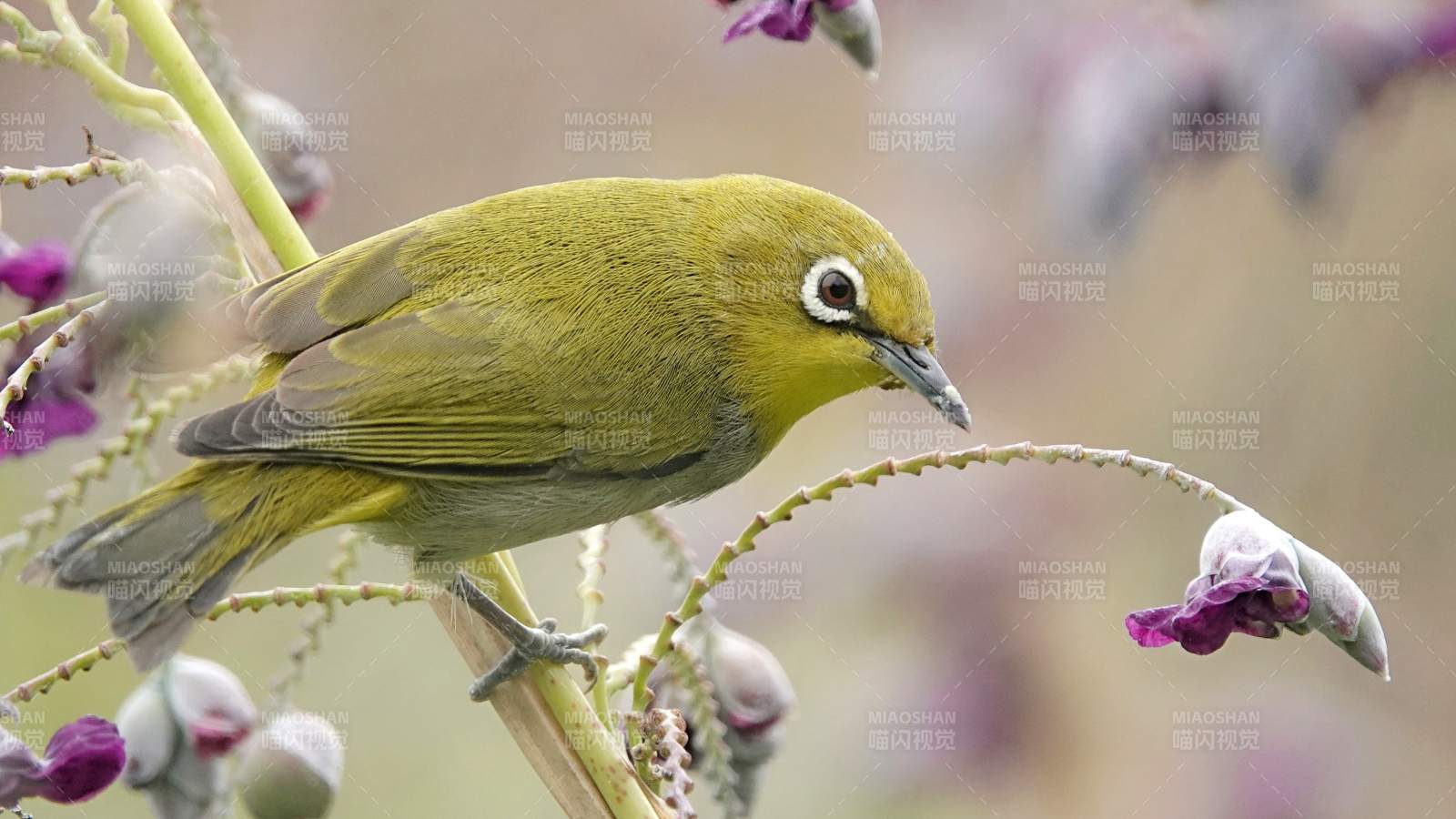 绿鸟栖枝花间影图片