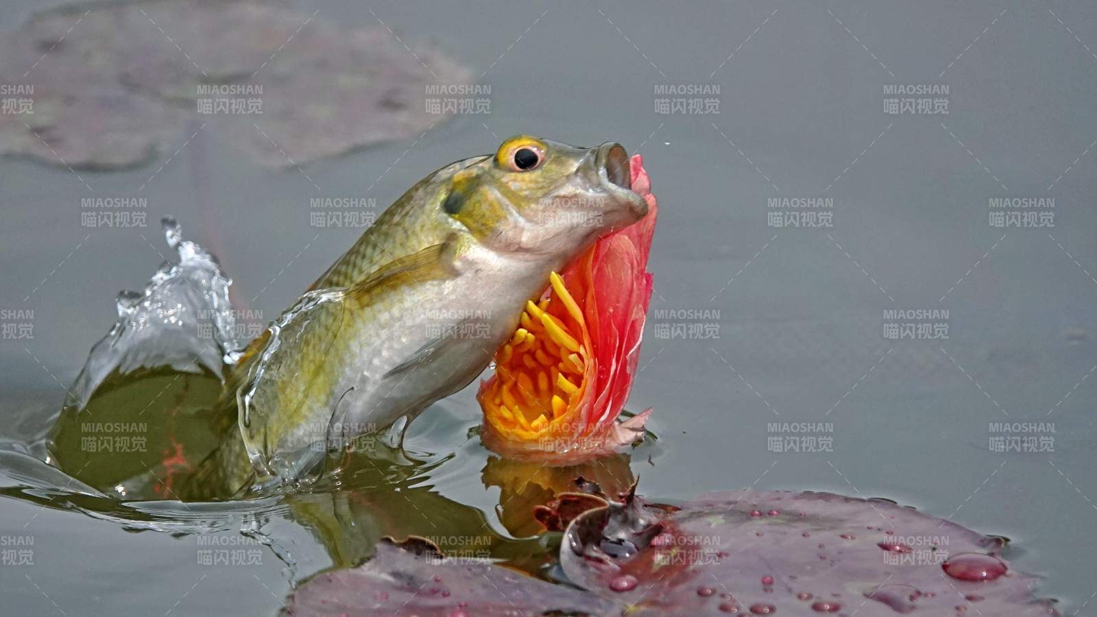 鱼跃水面捕食花蕊图片