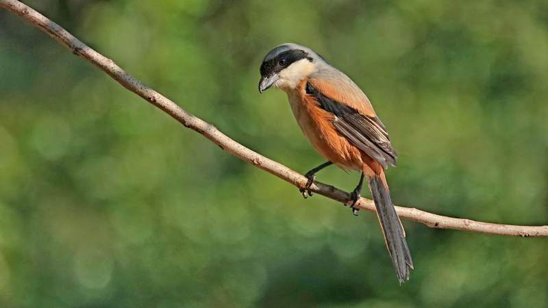 枝头上的棕背伯劳静谧时光图片