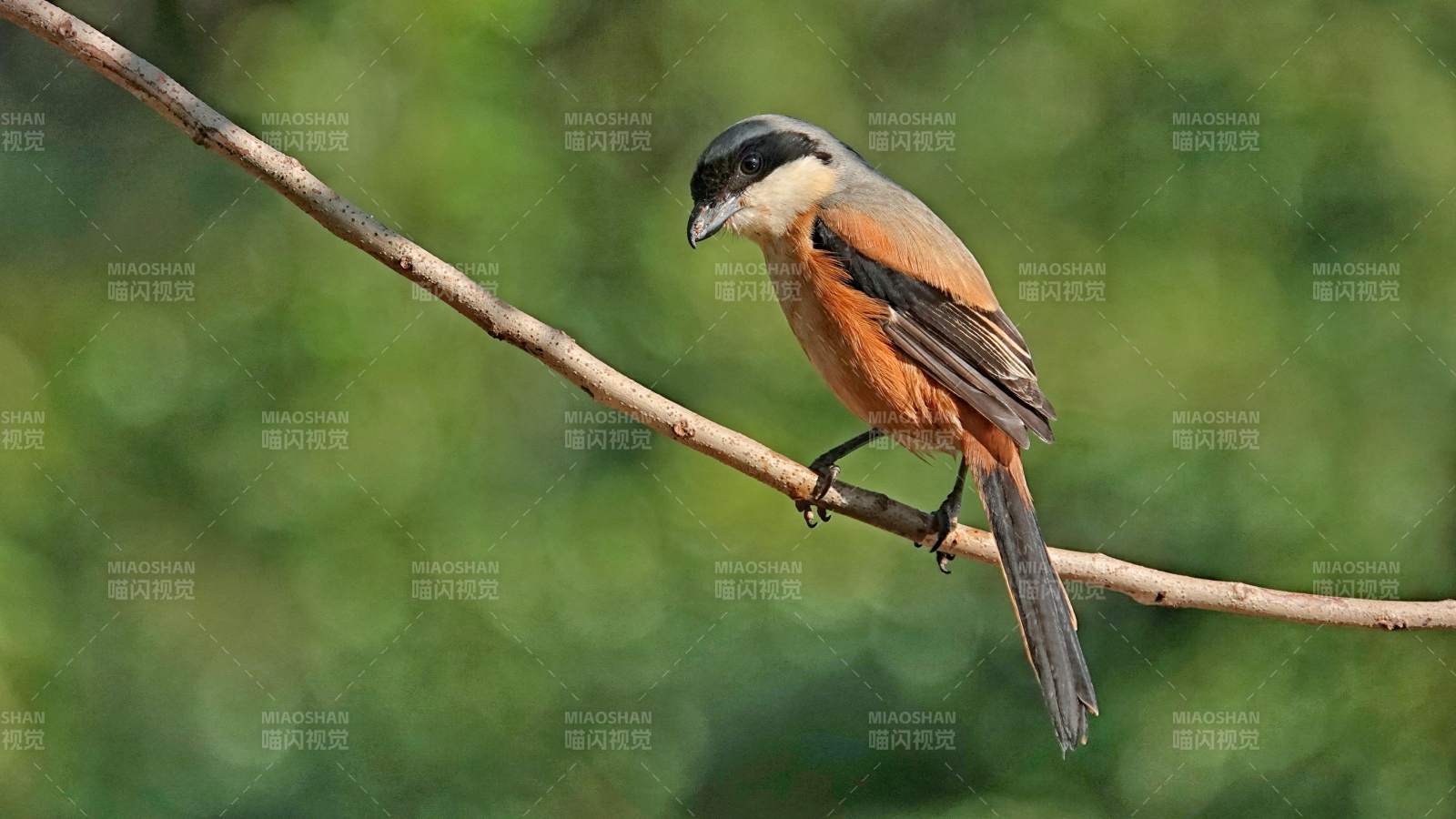 枝头上的棕背伯劳静谧时光图片