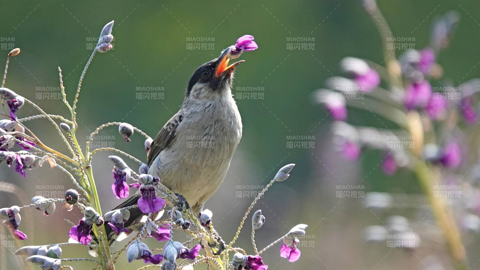 小鸟采花 自然之美厦门迷宫图片