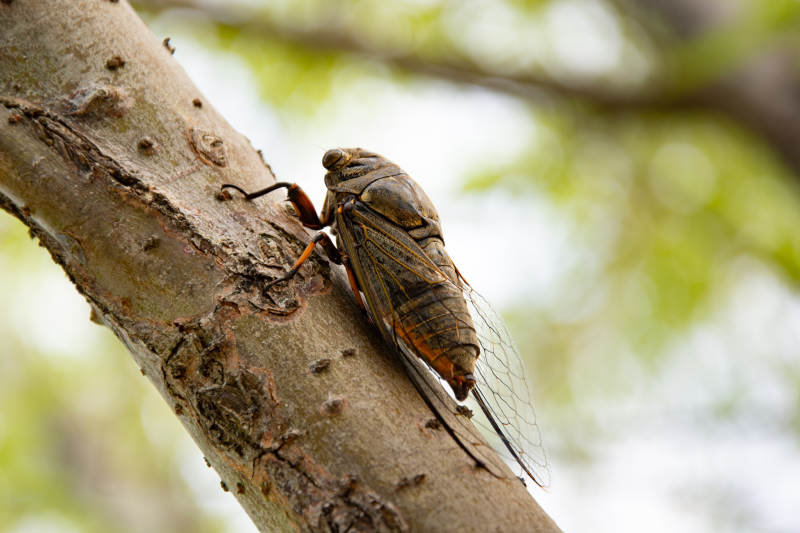 树干上的蝉图片