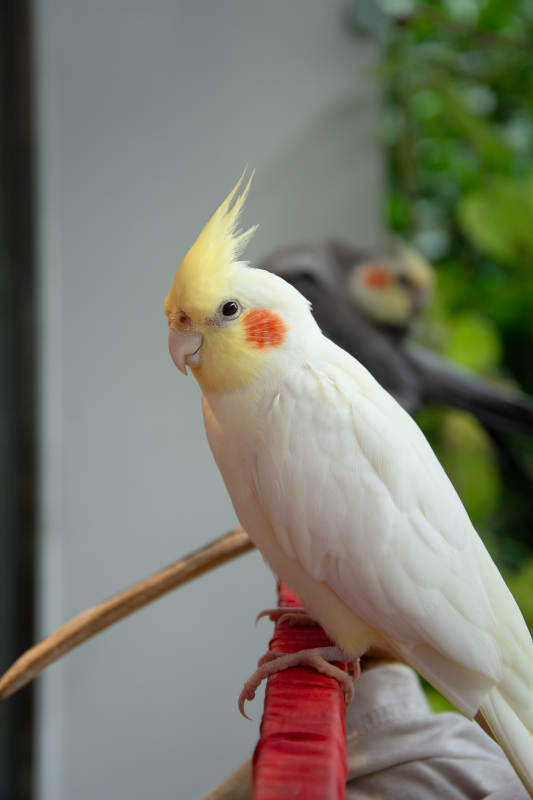 白色凤头鹦鹉栖息枝头图片