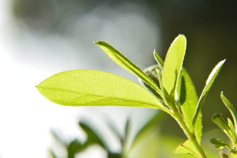 阳光下的绿叶特写图片