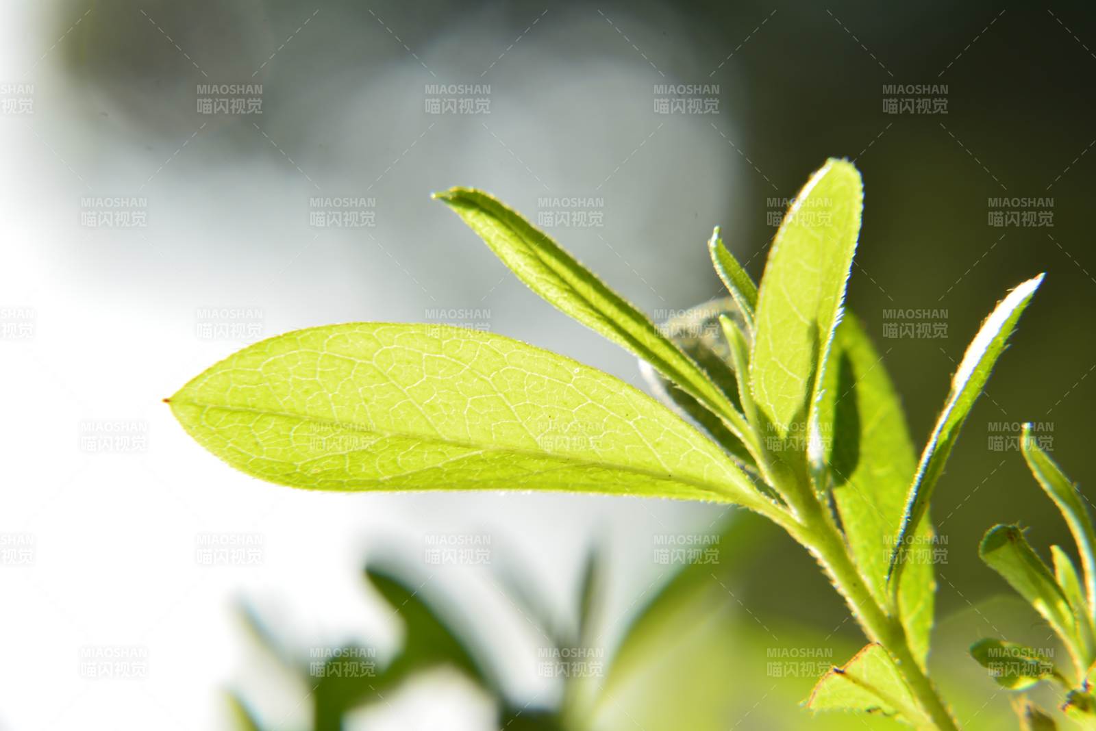 阳光下的绿叶特写图片