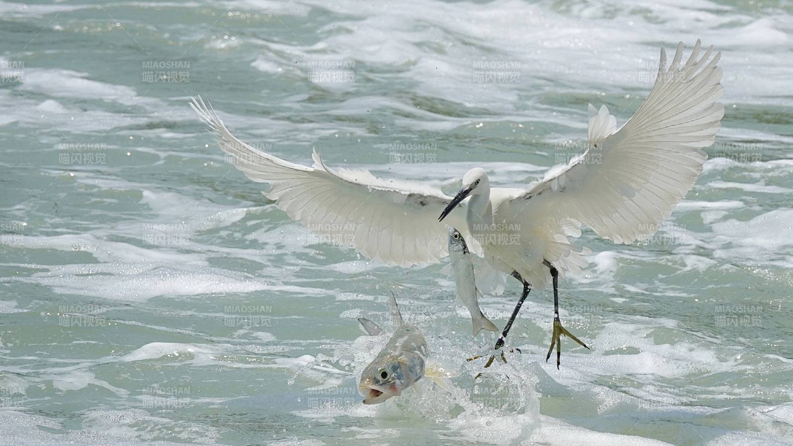 白鹭捕鱼 展翅瞬间图片