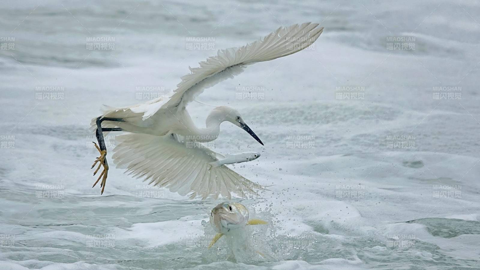 白鹭捕食瞬间图片