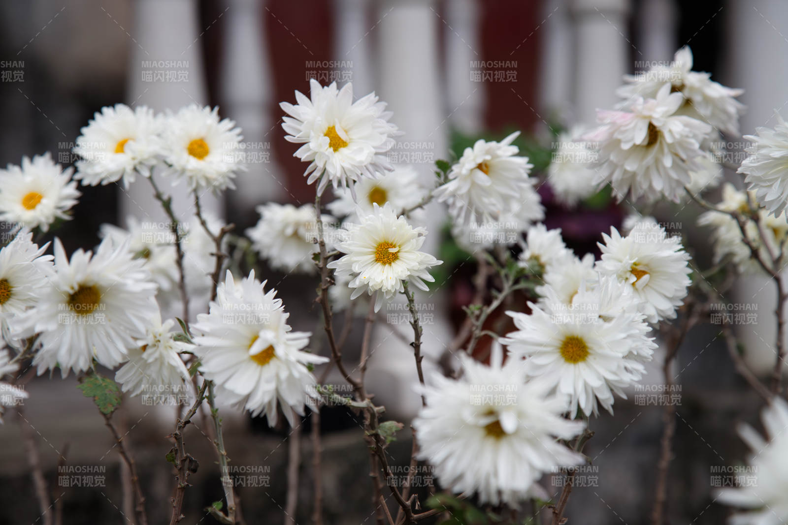 白色雏菊的美丽绽放图片