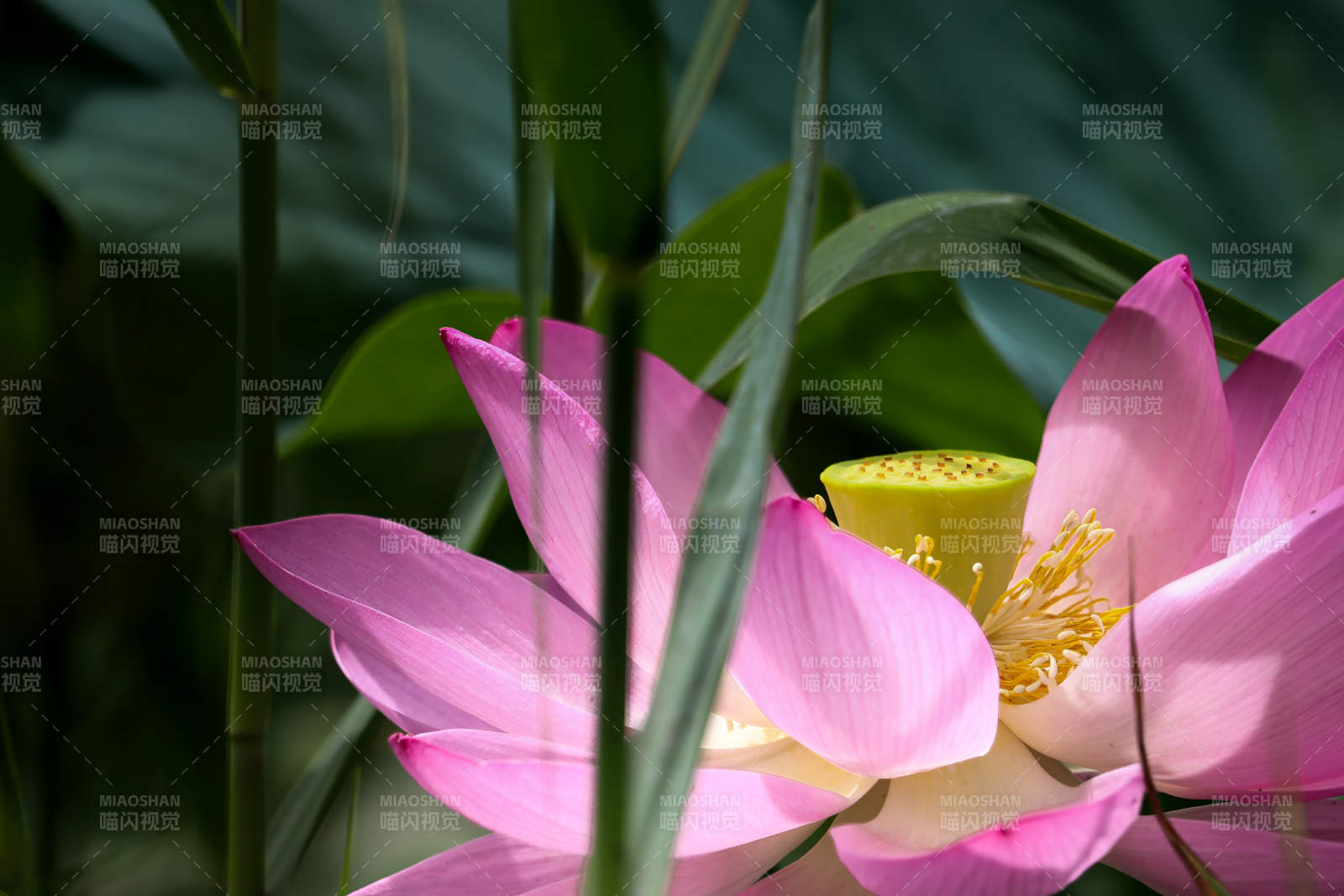 粉莲静谧 绿叶相伴图片