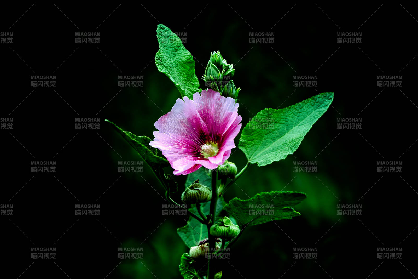 蜀葵花朵在黑暗中绽放图片