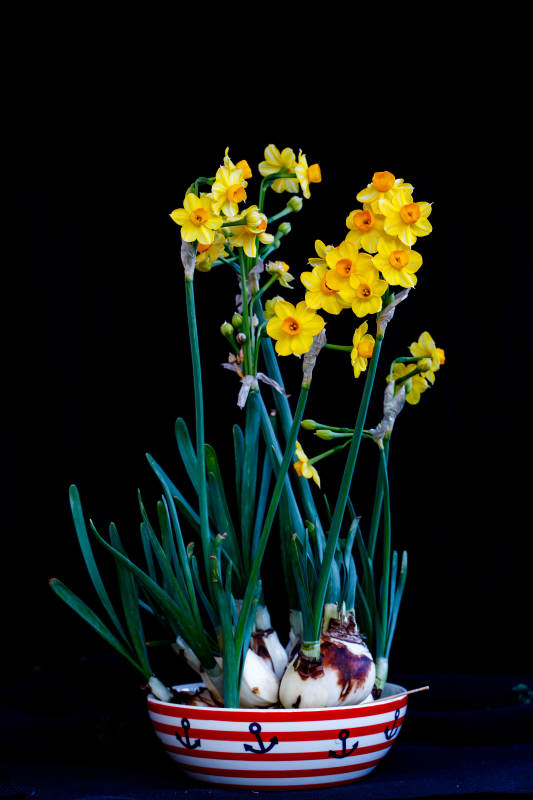 水仙花盆景静物摄影图片