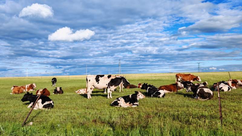 草原上的牛群图片