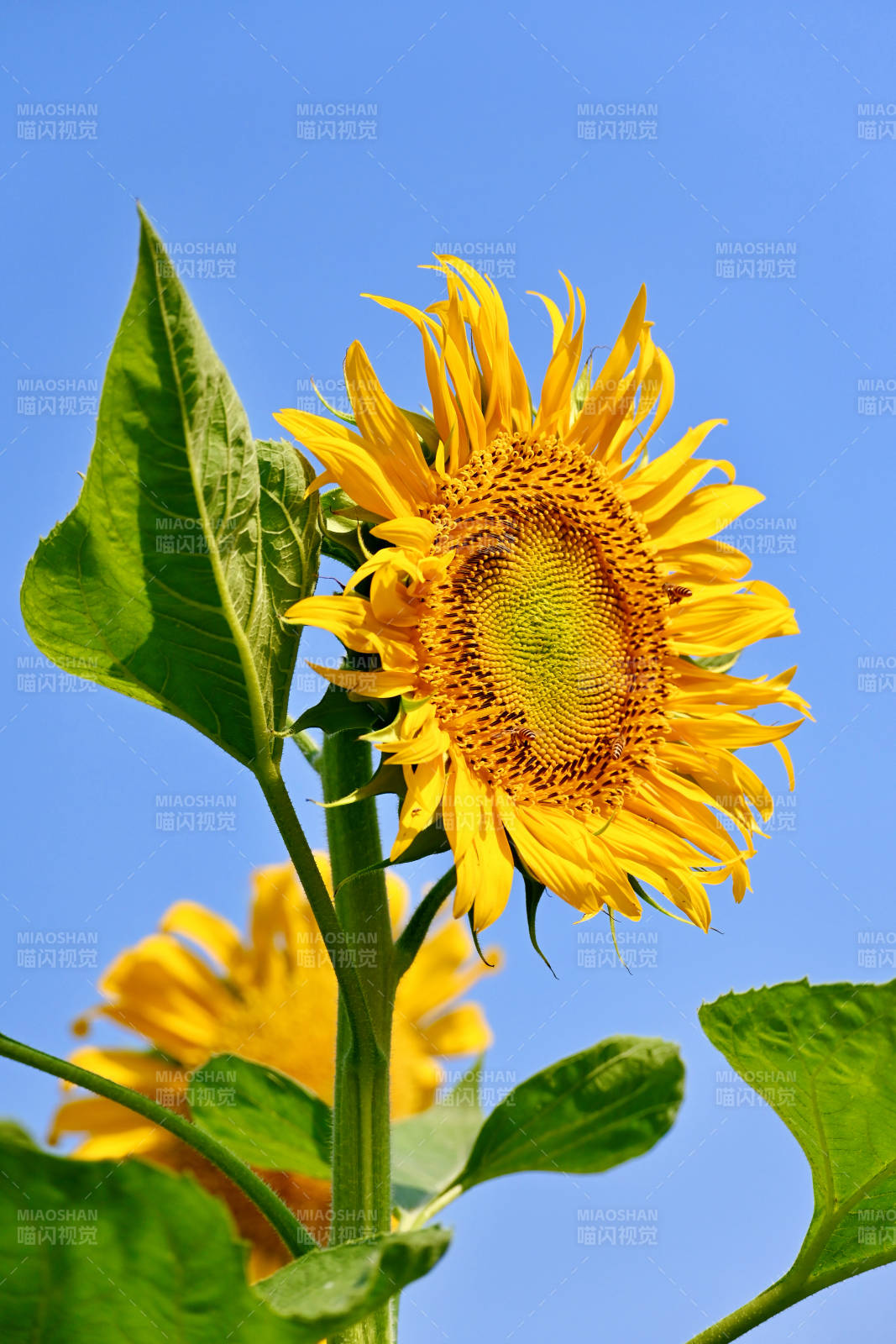 向日葵在蓝天下的绽放图片
