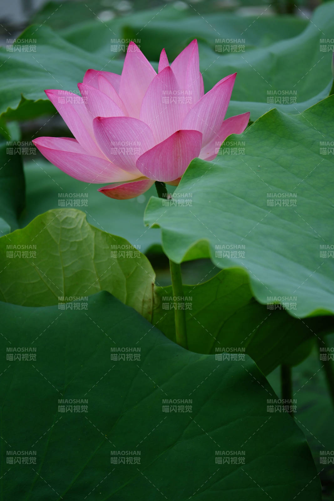 粉莲静绽绿叶间图片