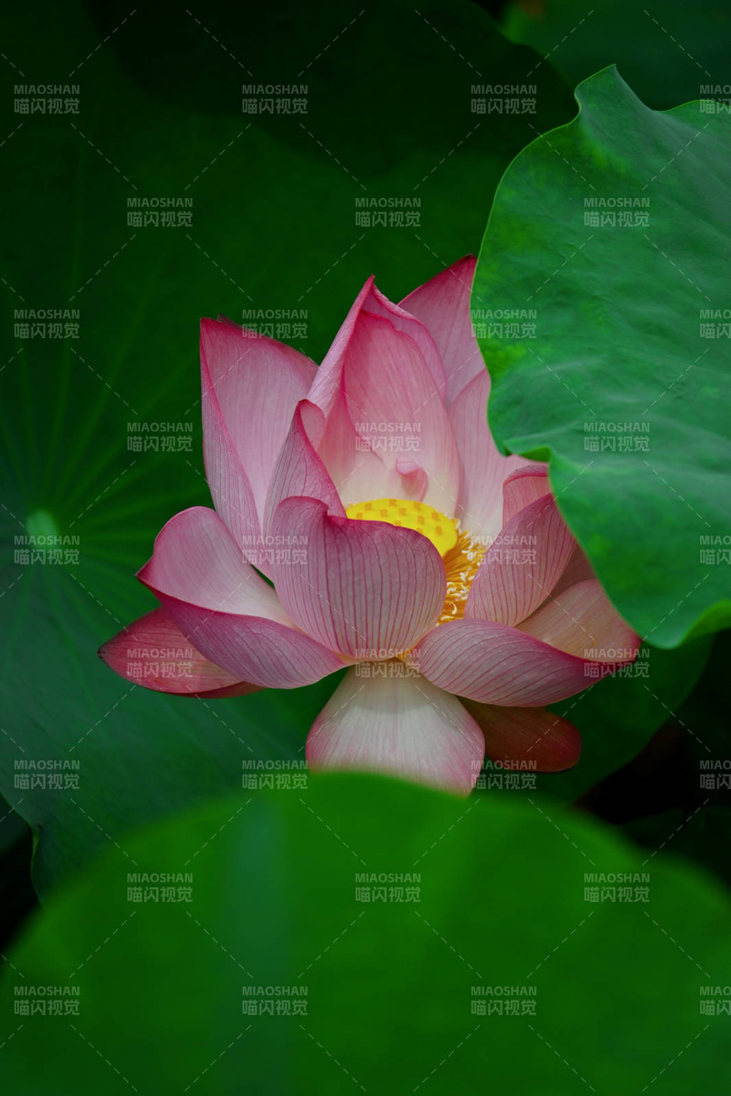 粉莲绽放 绿叶相衬图片