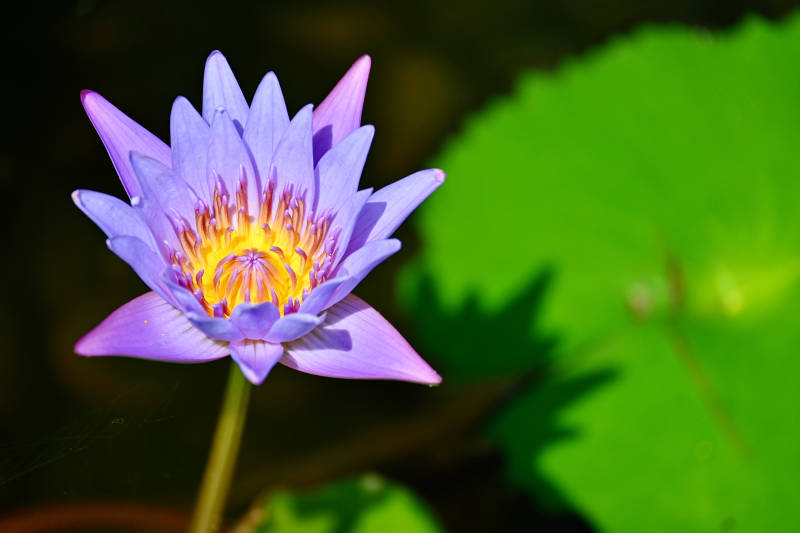 紫色莲花绽放水中图片