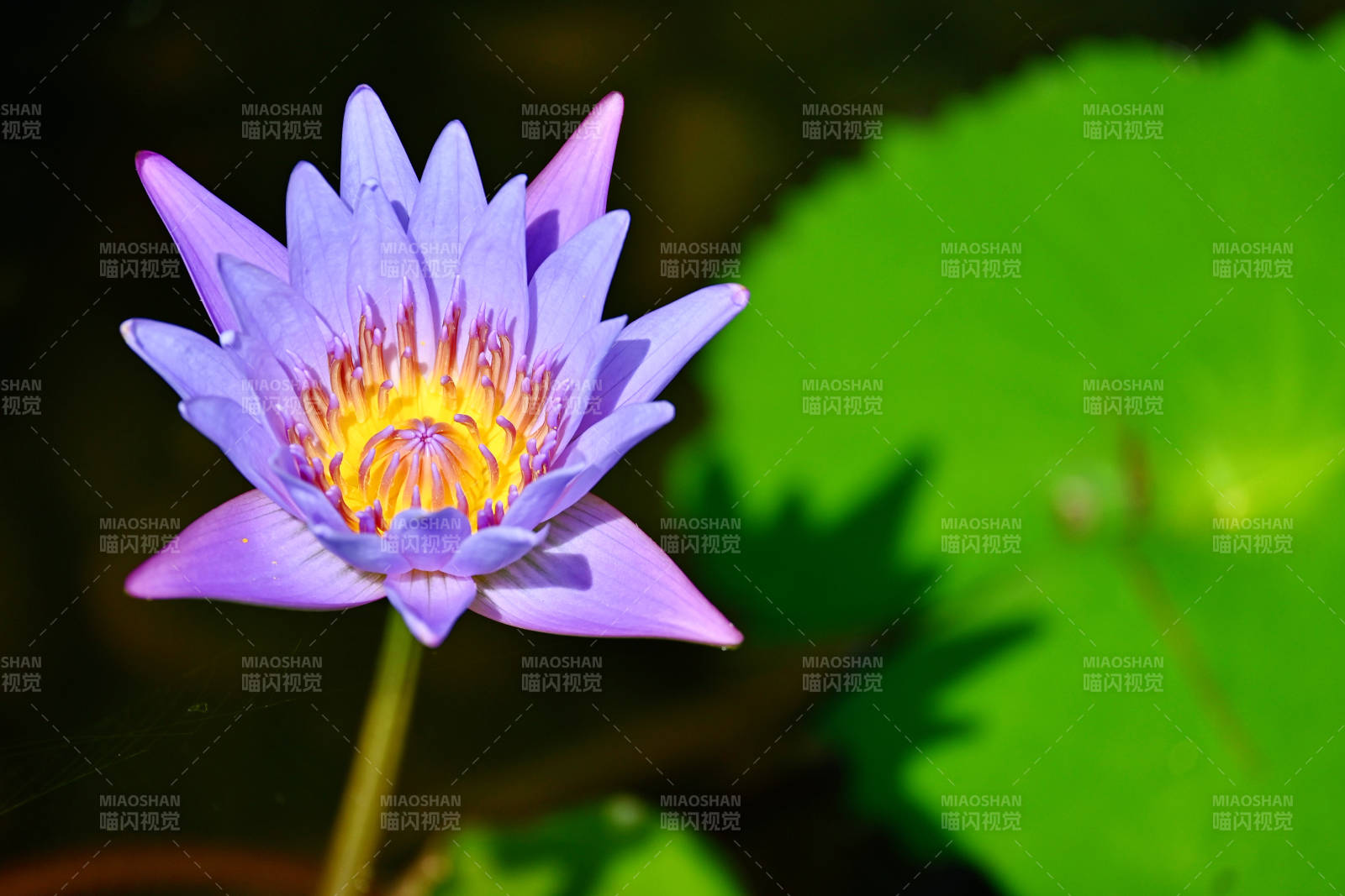 紫色莲花绽放水中图片