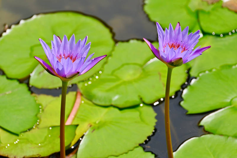 池塘中的紫色莲花图片