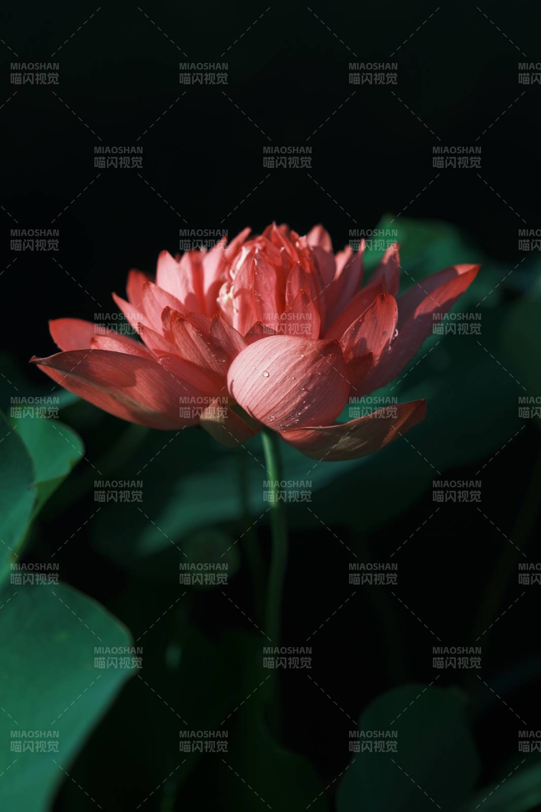 莲花绽放 静谧之美图片