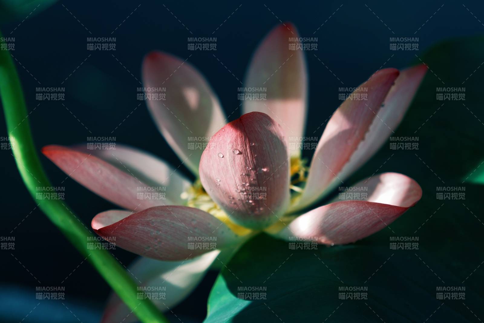 莲花绽放 静谧之美图片