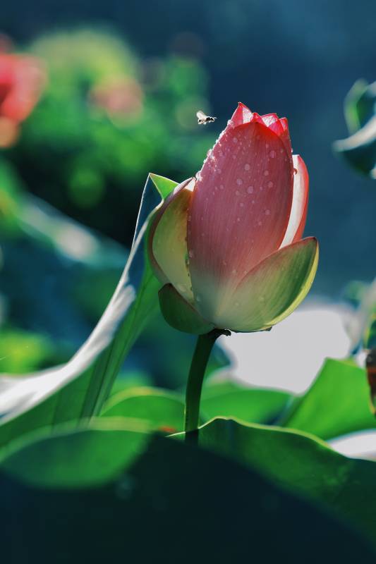 雨后荷花含苞待放图片