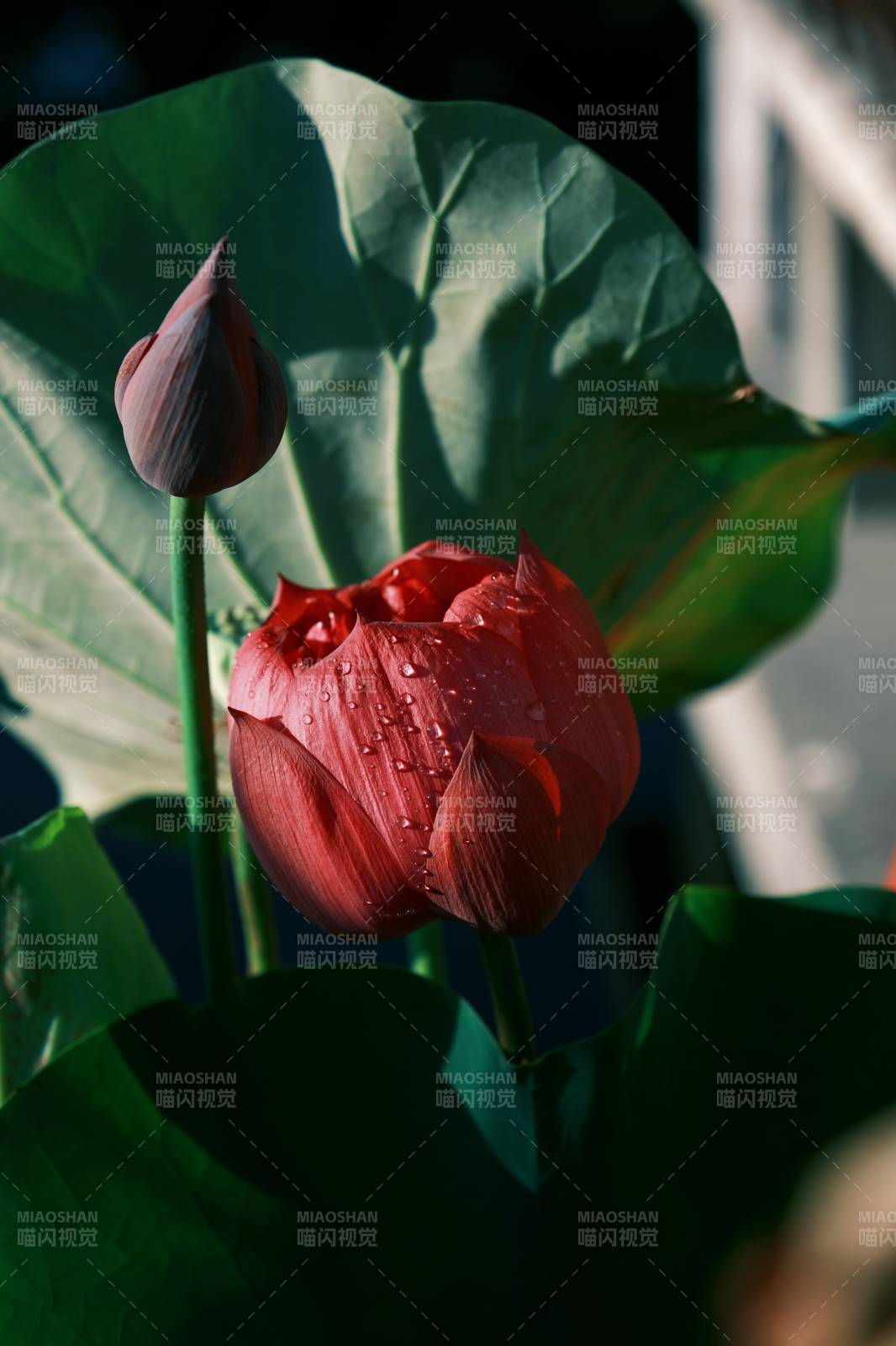 雨后红莲 静谧之美图片