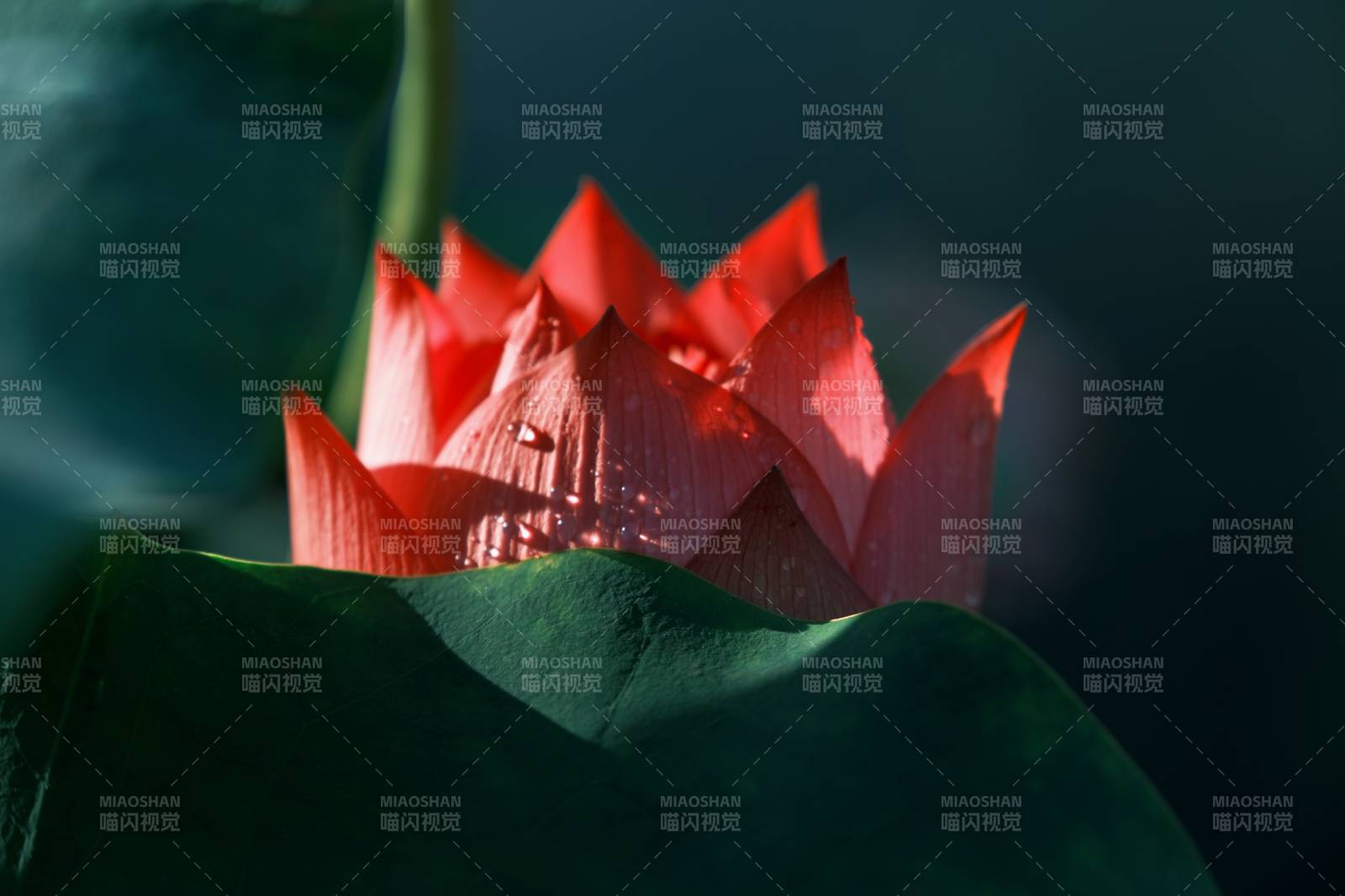 晨光中的红色莲花图片