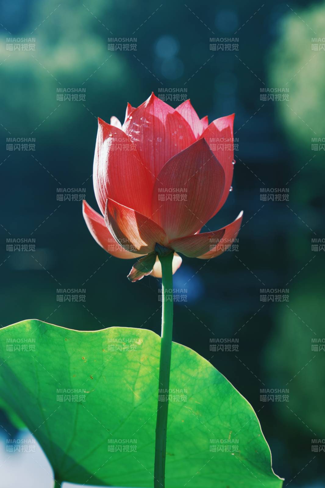 莲花绽放 静谧之美图片