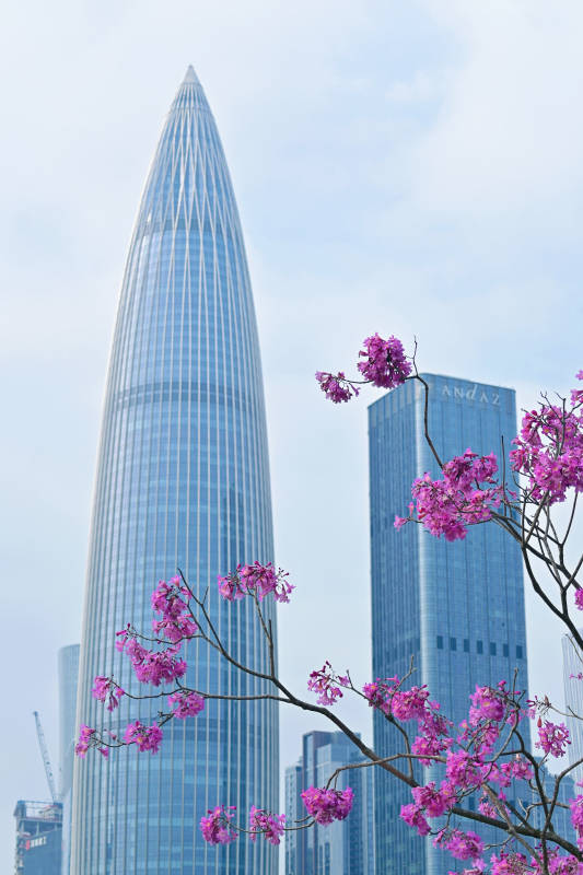 深圳城市高楼与紫花相映成趣图片