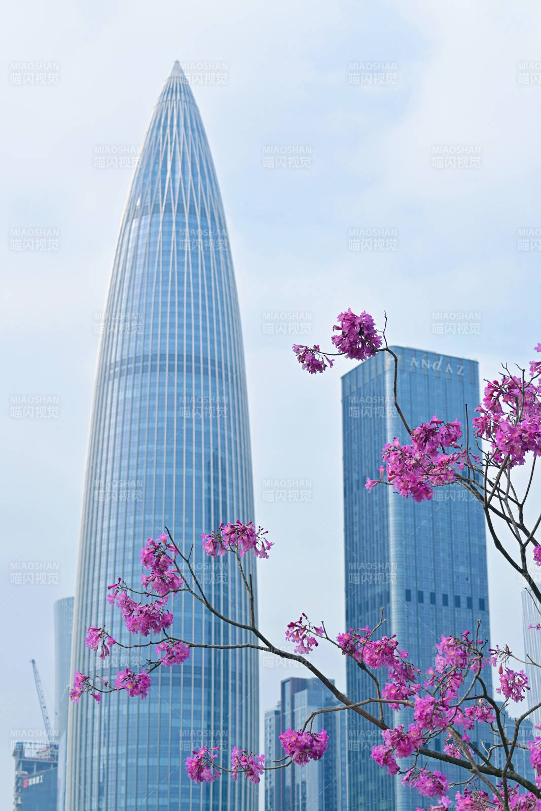 深圳城市高楼与紫花相映成趣图片