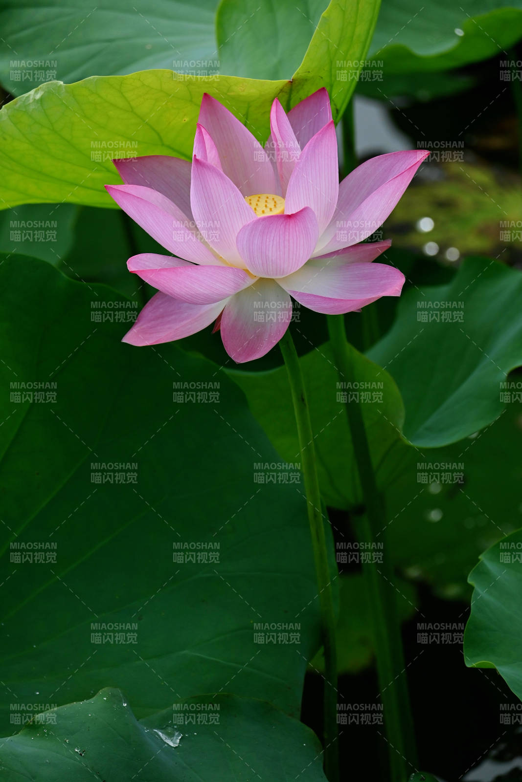 粉嫩荷花映绿叶图片