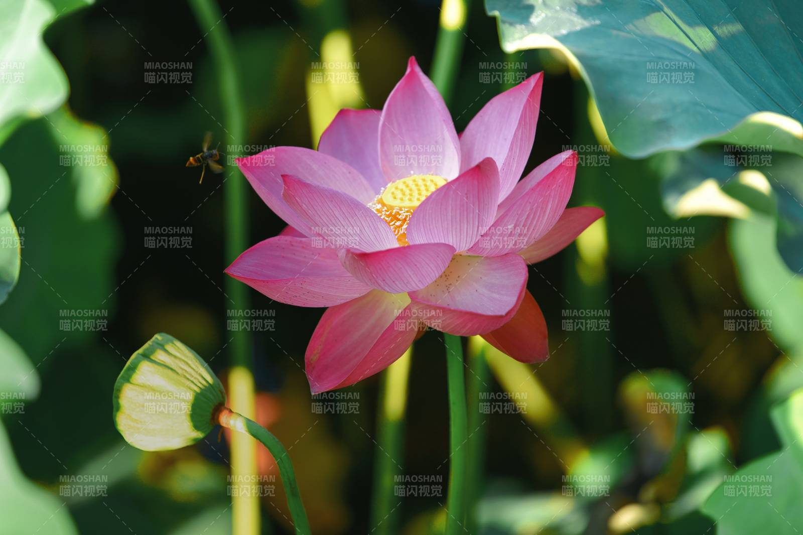 粉莲绽放 蜂蝶共舞图片