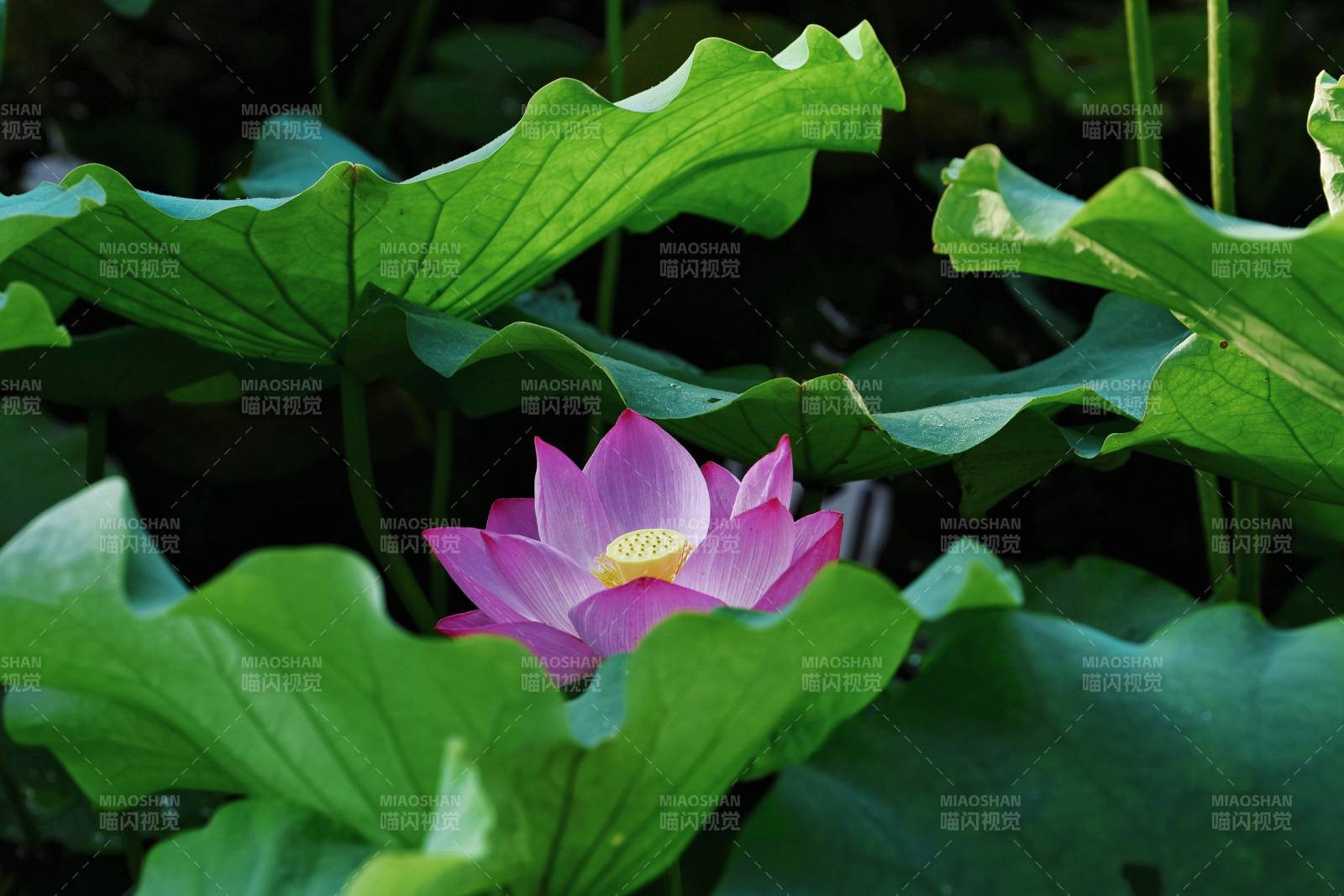 莲花绽放 绿叶相伴图片