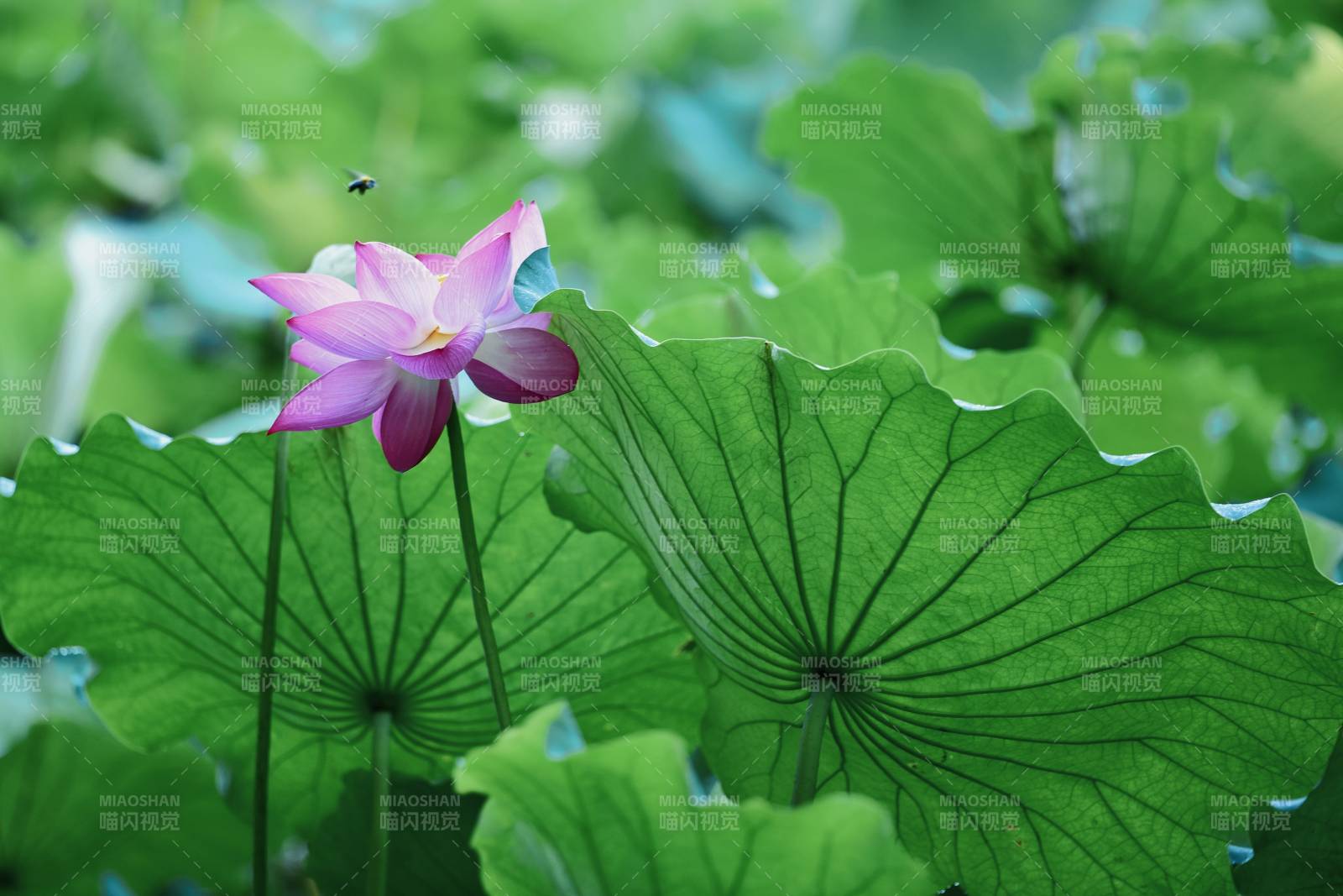 莲花绽放 绿叶相伴图片