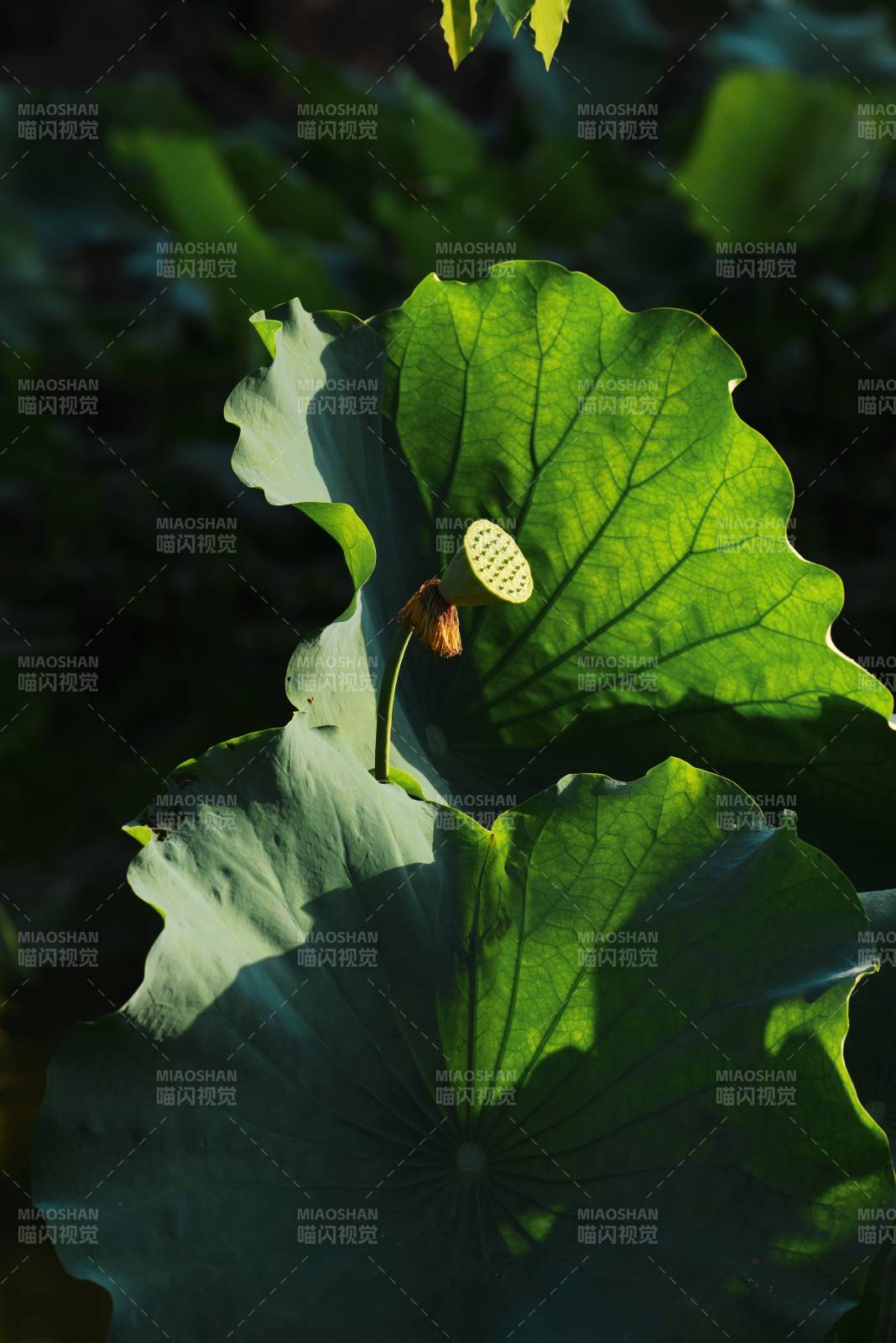 荷叶上的莲蓬与光影图片