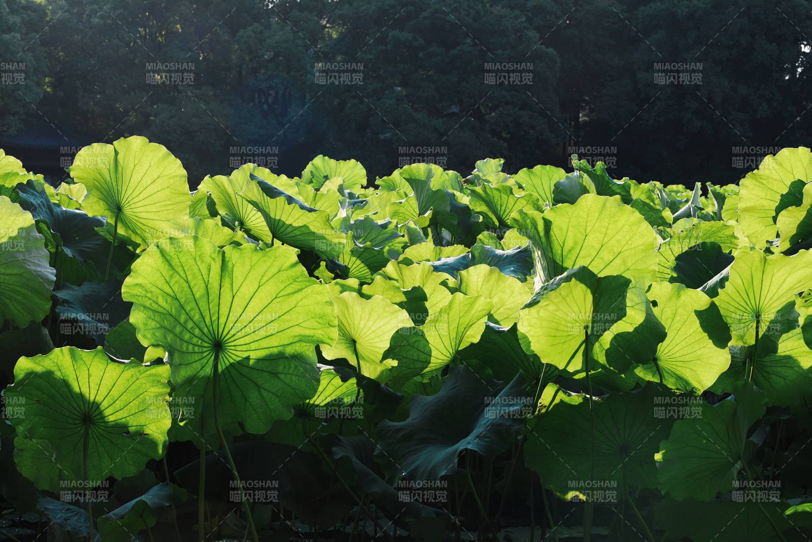 荷叶映日 绿意盎然图片