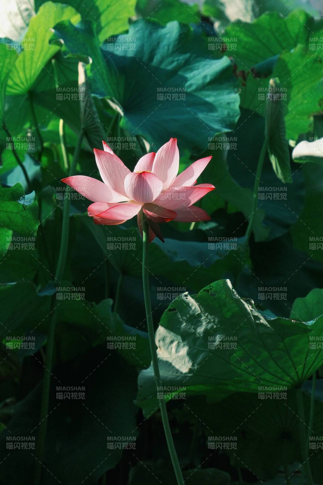 荷花盛开 绿叶相伴图片