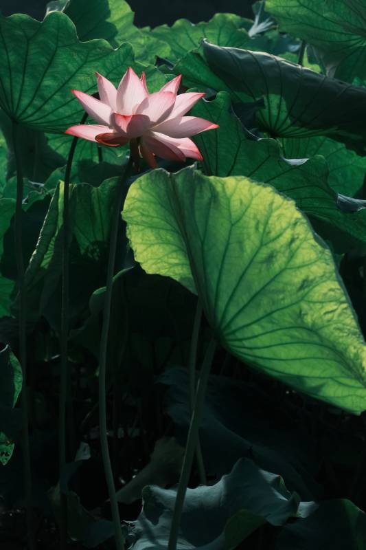 荷塘月色 莲花绽放图片