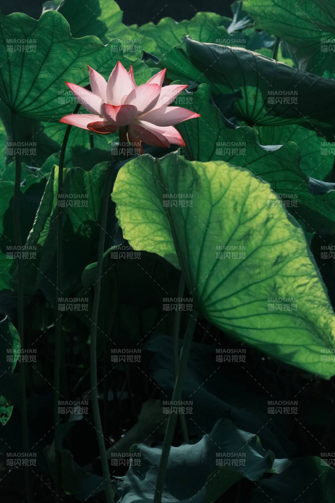 荷塘月色 莲花绽放图片