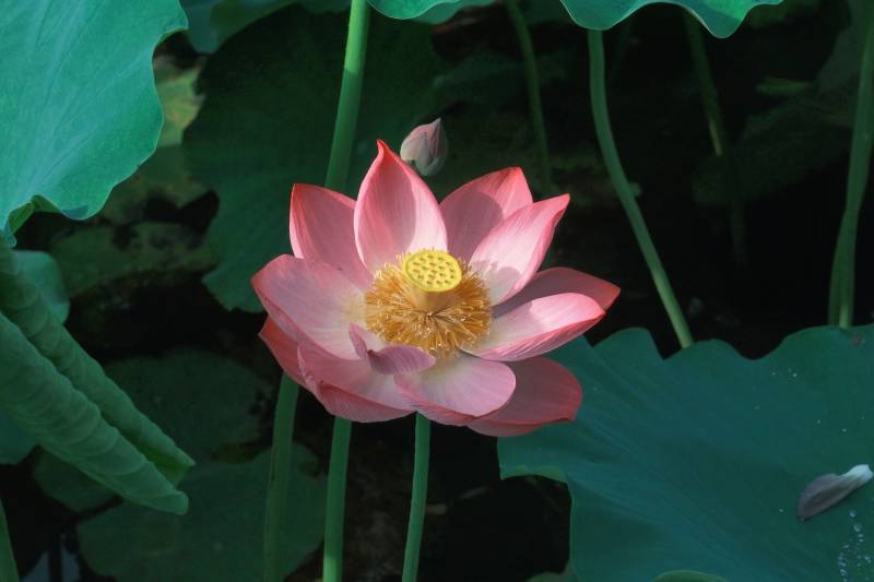 粉色莲花绽放于绿叶间图片