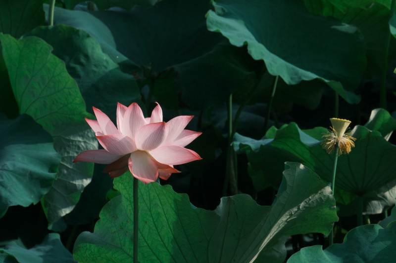 莲花绽放 绿叶相伴图片