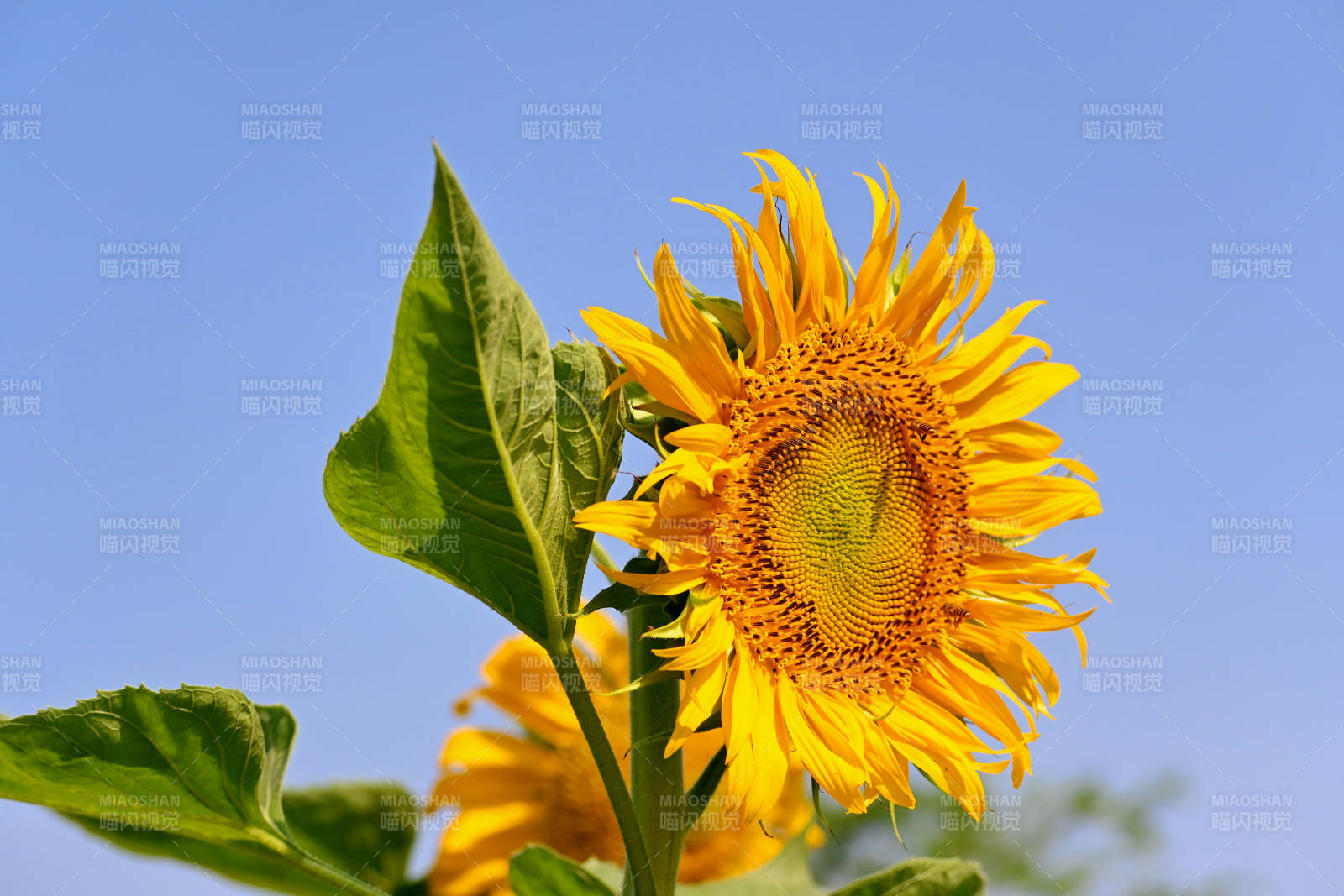 向日葵在蓝天下的绽放图片