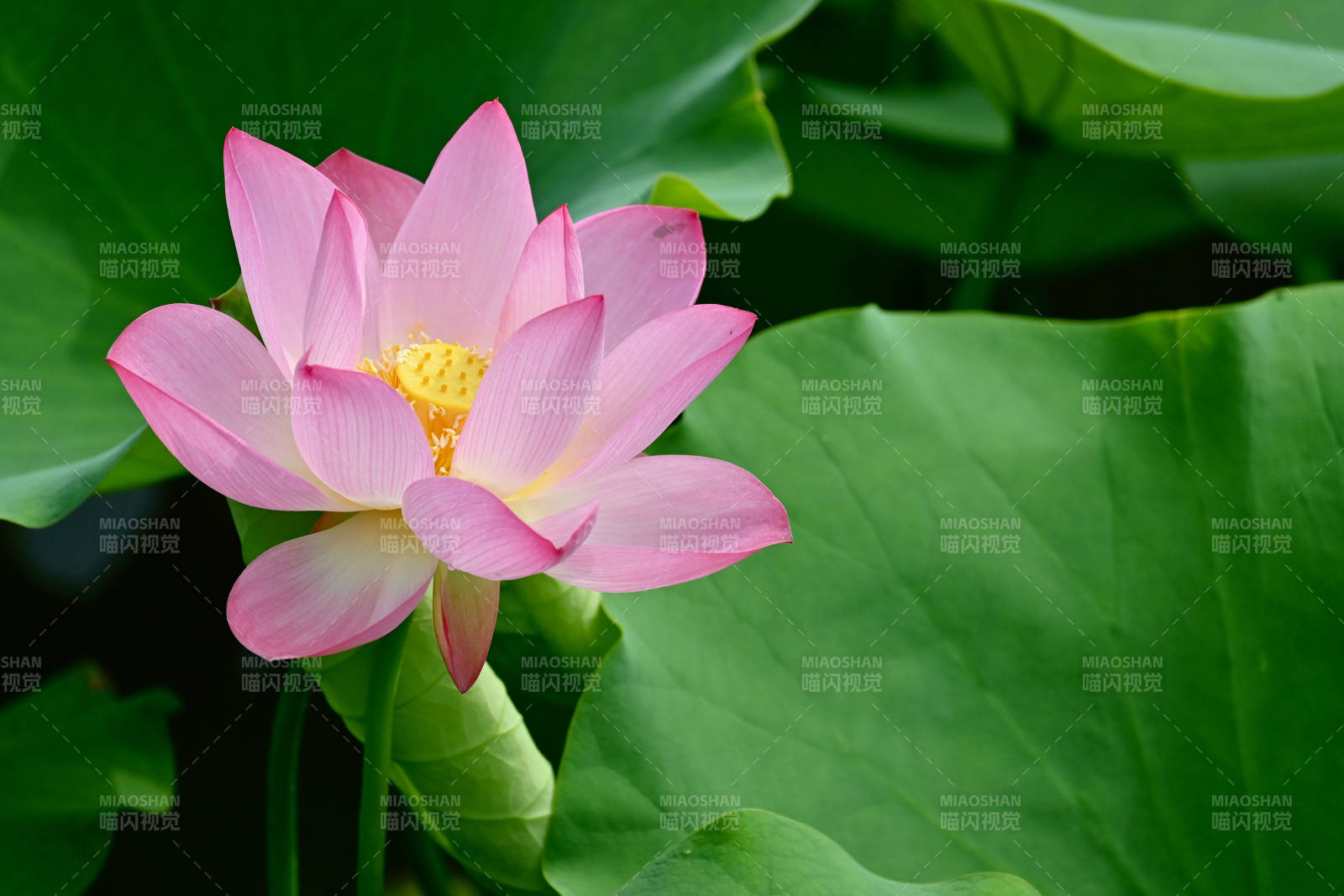 粉色荷花绽放绿叶间图片